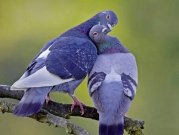کاش قلبم درد پنهانی نداشت