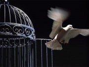 همین که خواستم از آخرین قفس بپرم