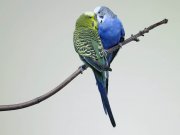 اگر عشق نبود