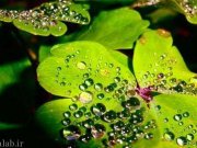 15 جمله زیبا از وین دایر که باید صبح را با آن شروع کنید