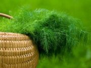 خاصیت های رازیانه