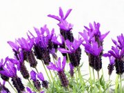خواص گیاهی اسطوخودوس از دیدگاه طب سنتی