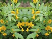 برگ سنا بهترین روش برای درمان یبوست