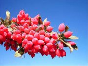 زرشک، کوچک اما پرخاصیت