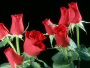 ایام عشق / سعدی شیرازی