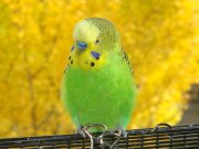تکیه کردم بر وفای او غلط کردم ، غلط