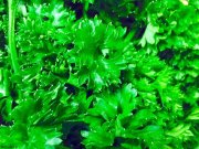 نوشیدنی خانگی مفید برای رفع نفخ