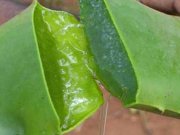 خواص آلوورا برای تندرستی