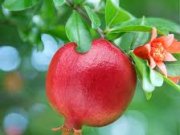 خواص انار | 40 خاصیت انار که نمی دانستیم