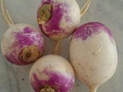 شلغم گیاهی با خواص ضد سرطان