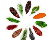 نسخه هایی طلایی برای خانم ها