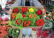 بهار را میهمان خانه ها کنید