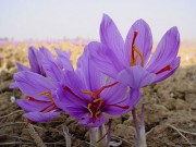۱۰ نکته جالب در مورد زعفران