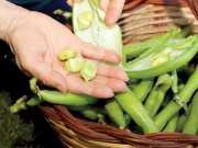 فواید، خواص و مضرات باقلا برای بدن