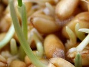 جوانه گندم گیاهی ضد سرطان