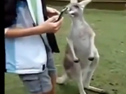 ویدئو :Funny Animals (مطلب)