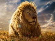 ویدئو : محبت از نوع شیر (مطلب)