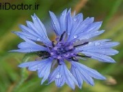 گیاه گوگول و این فواید