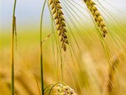 معجزه جو در لاغری سریع و مطمئن
