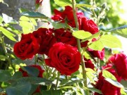 شعری زیبا از فریدون مشیری