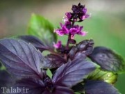 مصرف و خواص ریحان در طب سنتی و دینی