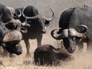 ویدئو :  کمک دیدنی گله بوفالوها به بوفالوی اسیر شده توسط گرگ ها (مطلب)