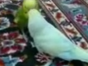 ویدئو :   مرغ عشق سخنگو (مطلب)