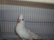 ویدئو :    تکنیک بسیار زیرکانه طوطی (مطلب)