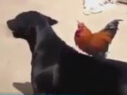 ویدئو :  جنگ و نبرد دیدنی بین خروس جنگی و سگ شکاری (مطلب)