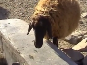 ویدئو :     بدون شرح (مطلب)