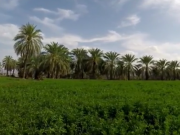ویدئو :  بلوچستان از آنچه فکر میکنید سبز تر است (مطلب)