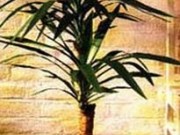 برای نگه داری از گل و گیاه در منزل