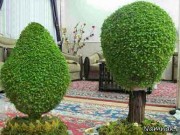 پیشنهادی جدید برای تزیین سبزه عید