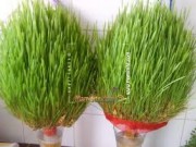 ویدئو :   آموزش سبز کردن خوشه گندم (مطلب)