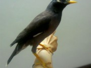ویدئو :     صحبت کردن با مزه مرغ مینا (مطلب)