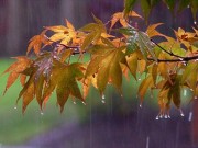 اشعار زیبا از «سعید بیابانکی»