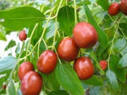 عناب و خواص دارویی و طبی آن (مطلب)