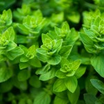 روغن پونه کوهی چه فوایدی دارد؟ (مطلب)