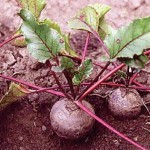 چغندر قند برای افراد دیابتی مفید است (مطلب)