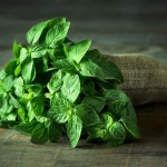 گیاهان تلخ باعث مقاوم سازی بدن می شوند (مطلب)
