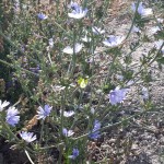 چرا باید از کاسنی استفاده کنیم (مطلب)