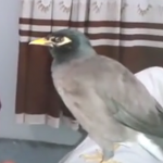 ویدئو :   مرغ مینا ی سخنگو از گله دار (مطلب)