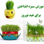 آموزش سبزه انداختن با گندم , سبزه شاهی , سبزه نارنج و سبزه خاکشیر
