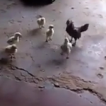ویدئو :   شجاع ترین جوجه جهان (مطلب)