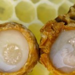 خواص ژله رویال ، تنظیم فشار خون و درمان نازایی