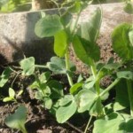 خواص نعنای گربه‌ای، درمان بی‌خوابی و سلامت پوست