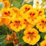 خواص لادن، ویژگی‌های آنتی بیوتیک و سلامت پوست