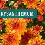 بهترین انواع گل های آپارتمانی برای خانه شما