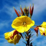 روغن و کپسول گل مغربی از فواید تا نحوه مصرف