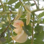 مضرات و خواص گیاه ناخنک را بشناسیم